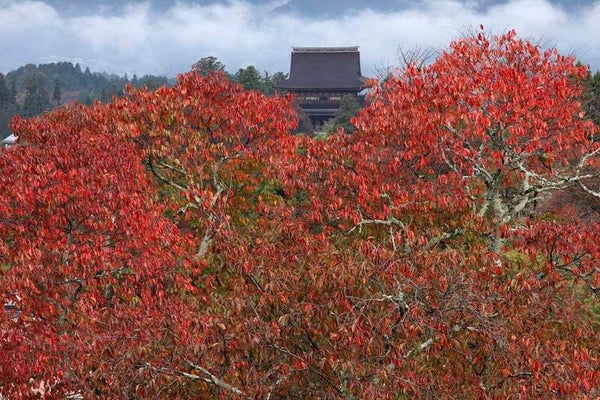 【秋田空港発】 紅葉の奈良京都大縦断!観光列車「あをによし」と古都世界遺産・天橋立(4日間)3